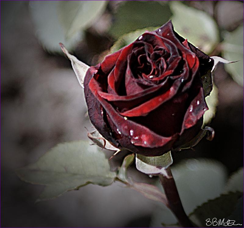 Black Rose: Photograph by Steve Milner